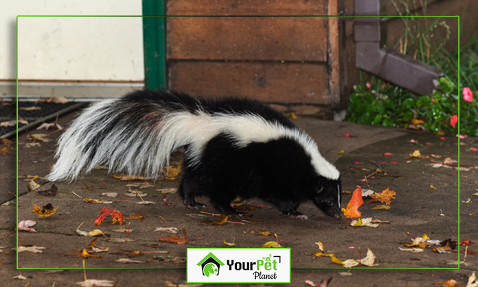 a skunk walking on the ground