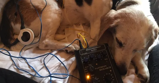 a pair of dogs lying next to a device