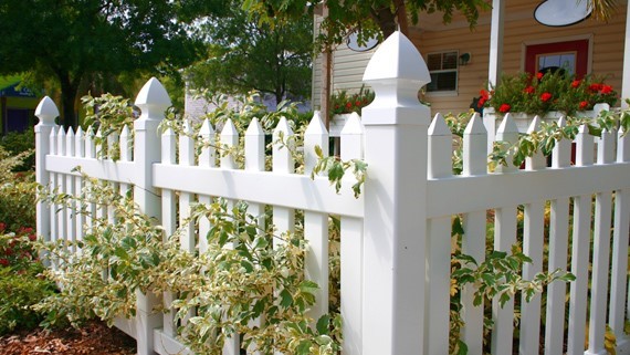 a white picket fence with ivy growing on it