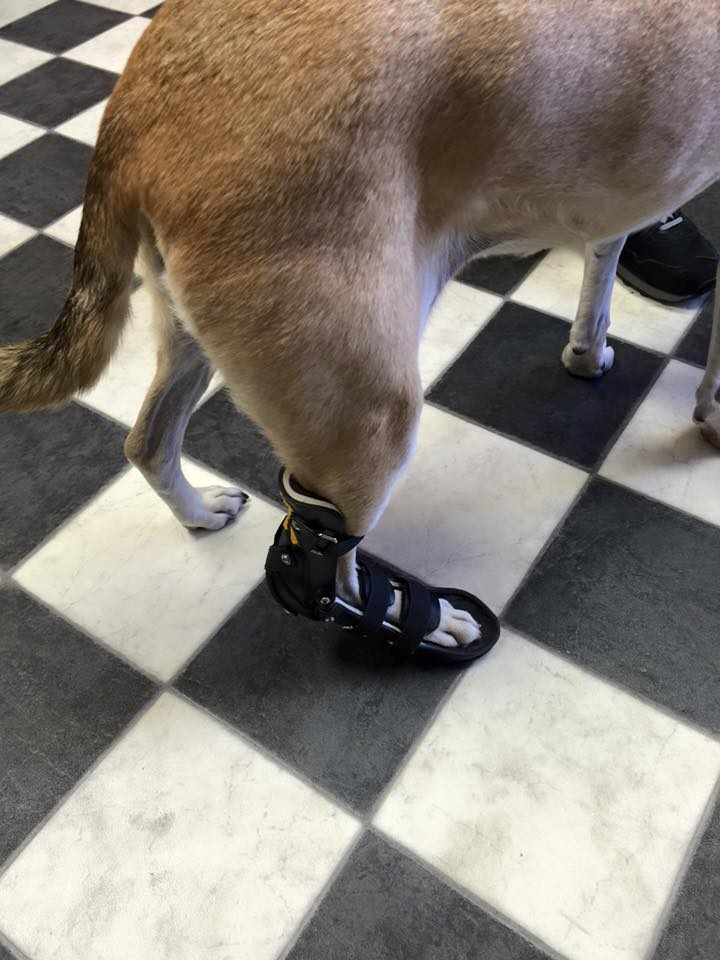 a dog with a foot in a cast