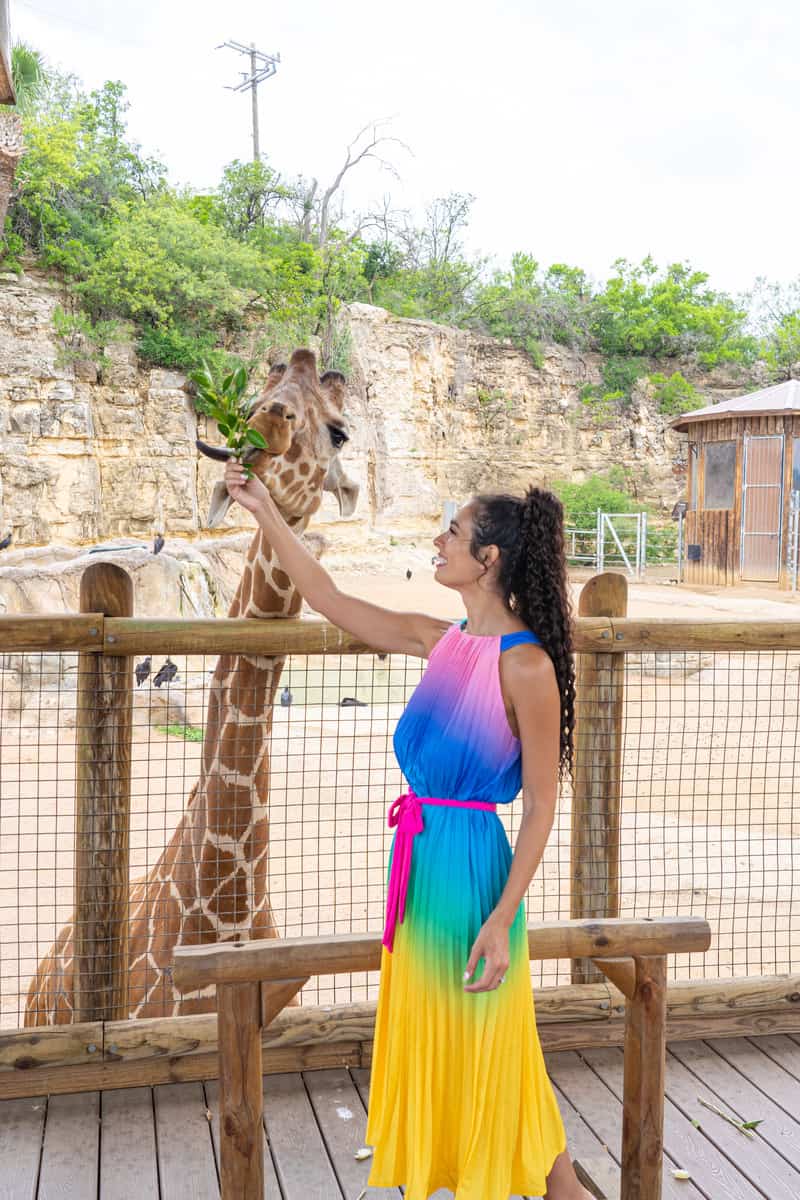 a woman feeding a giraffe