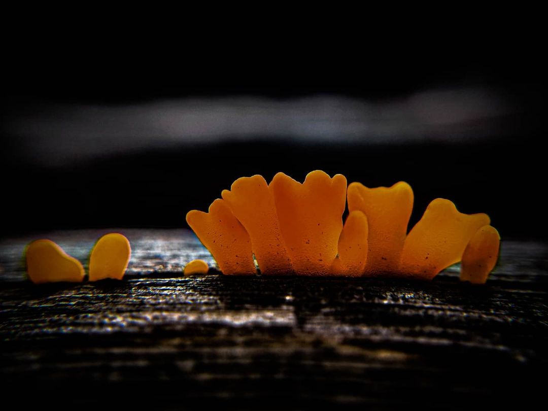 a close up of orange fungus