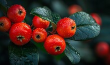 a close up of some fruits