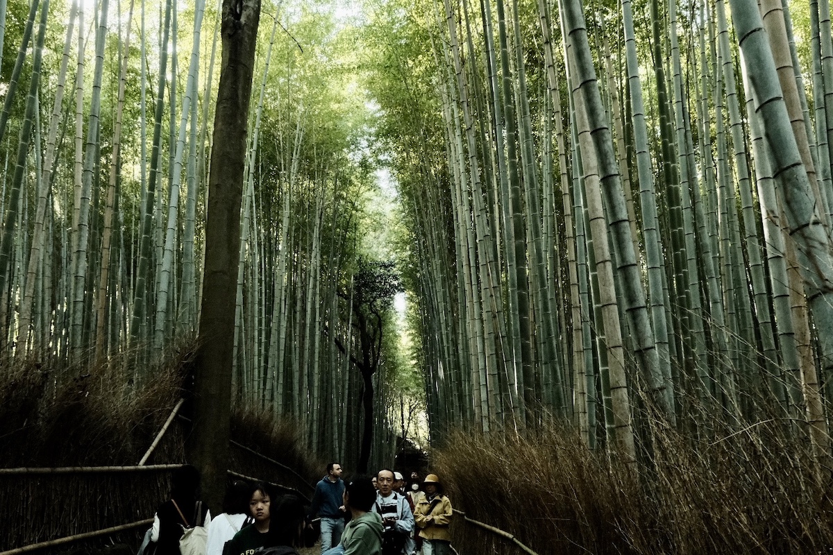 a group of people walking through a bamboo forest