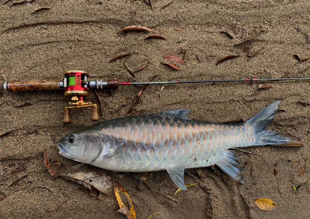 a fish and a fishing pole on sand