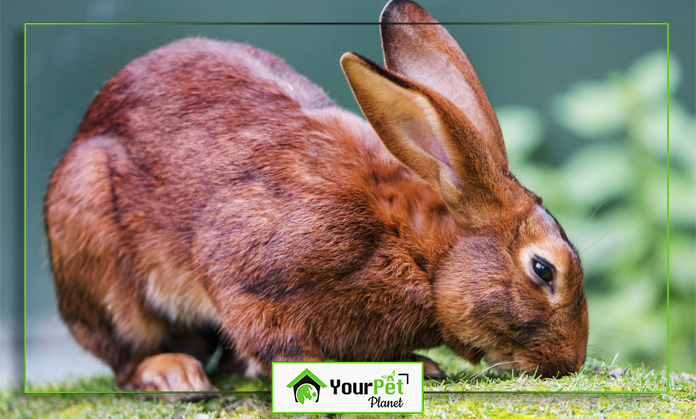 a rabbit eating grass on a green surface