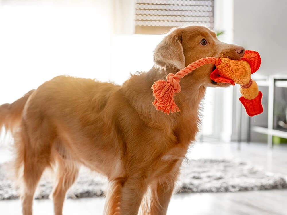 a dog holding a toy in its mouth