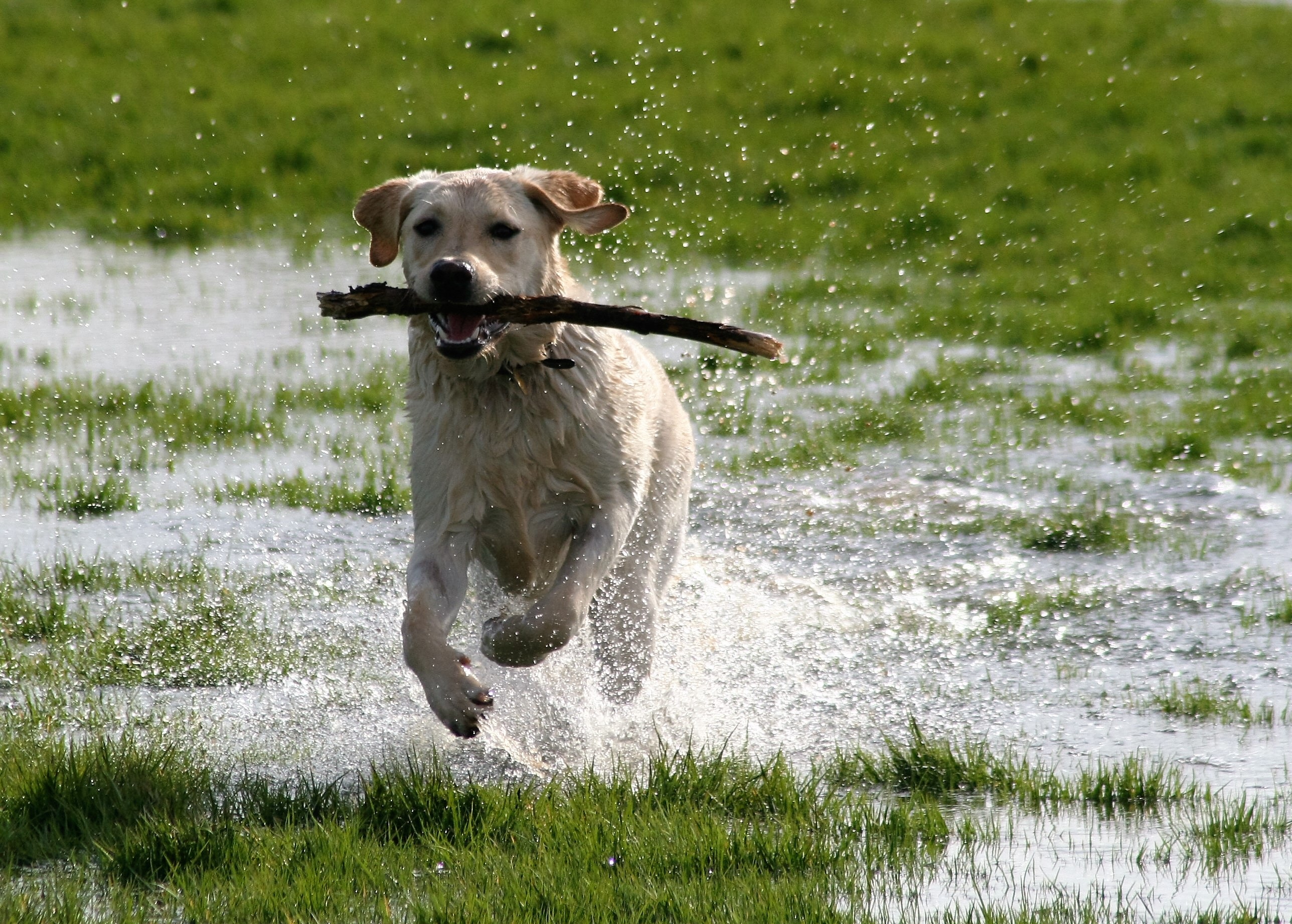 a dog running through water with a stick in its mouth