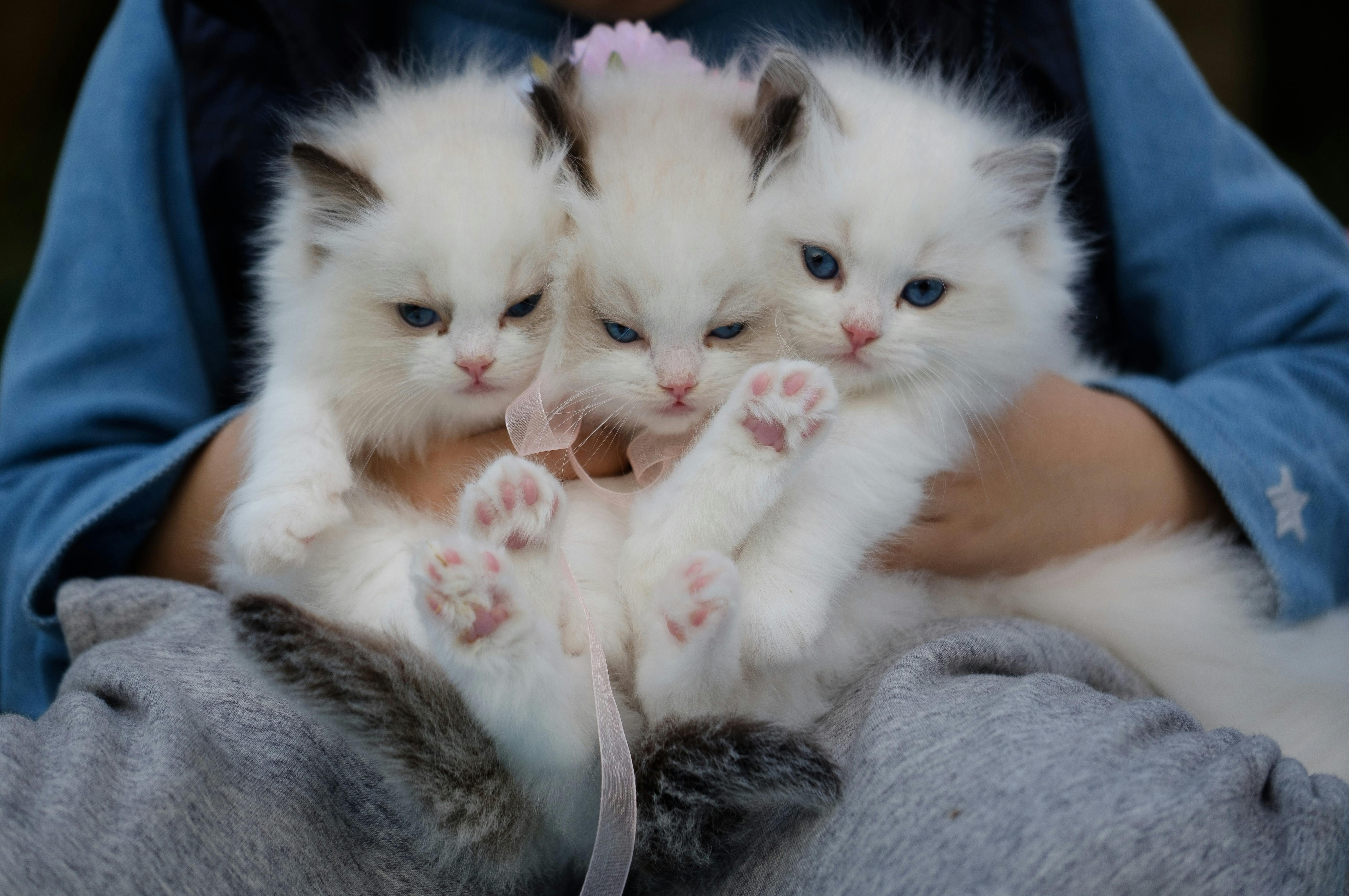 a group of white kittens in a person's lap