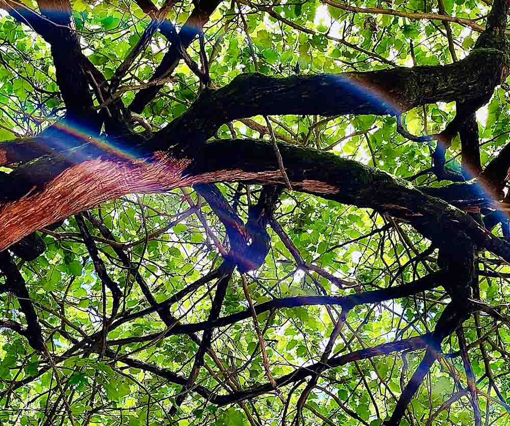 a tree with many branches