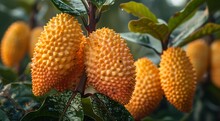 a group of orange fruit on a plant