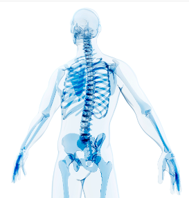 a transparent human body with blue bones