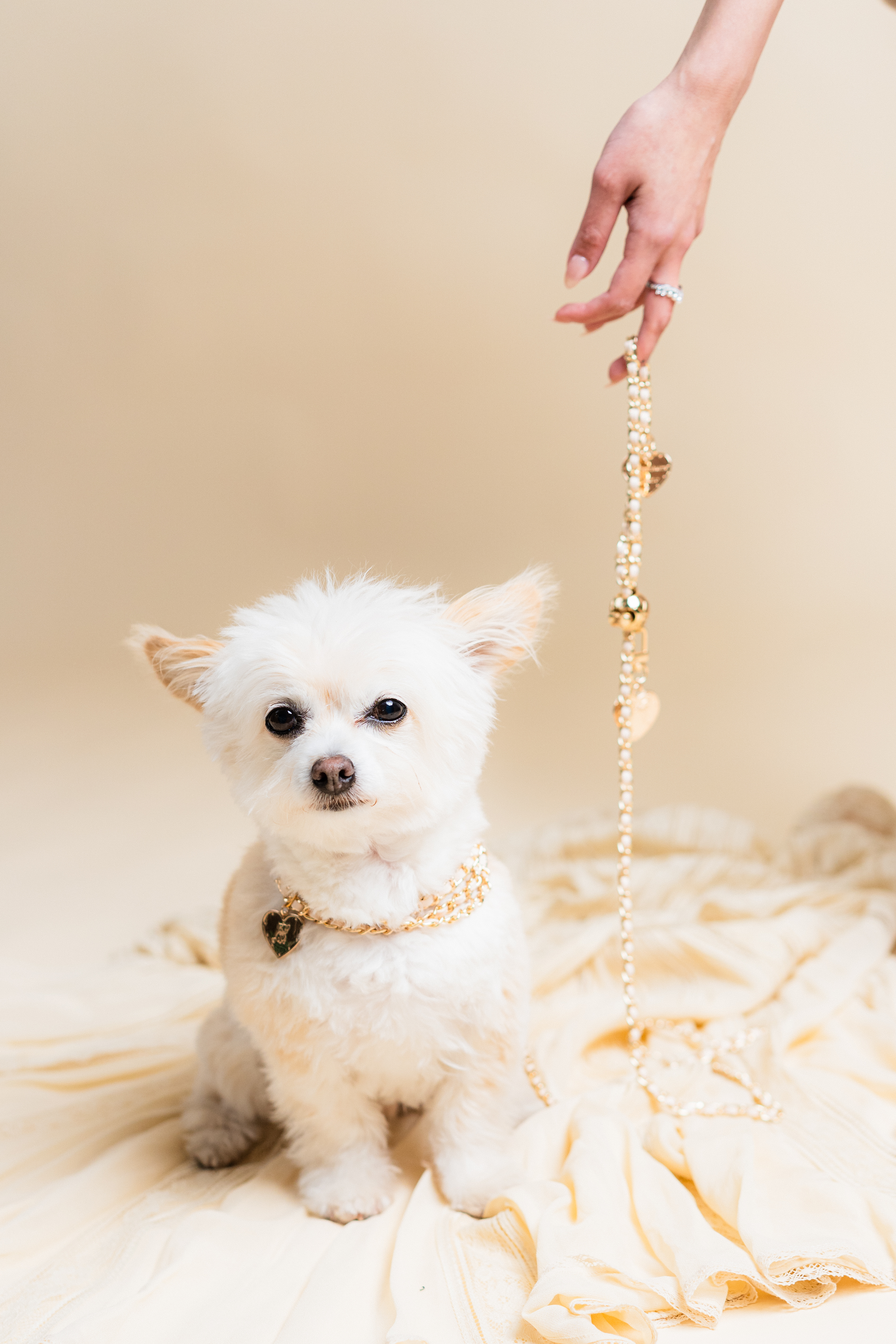 a dog sitting on a blanket with a hand holding a necklace