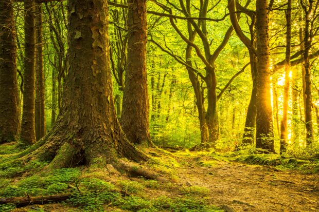 sun shining through trees in a forest