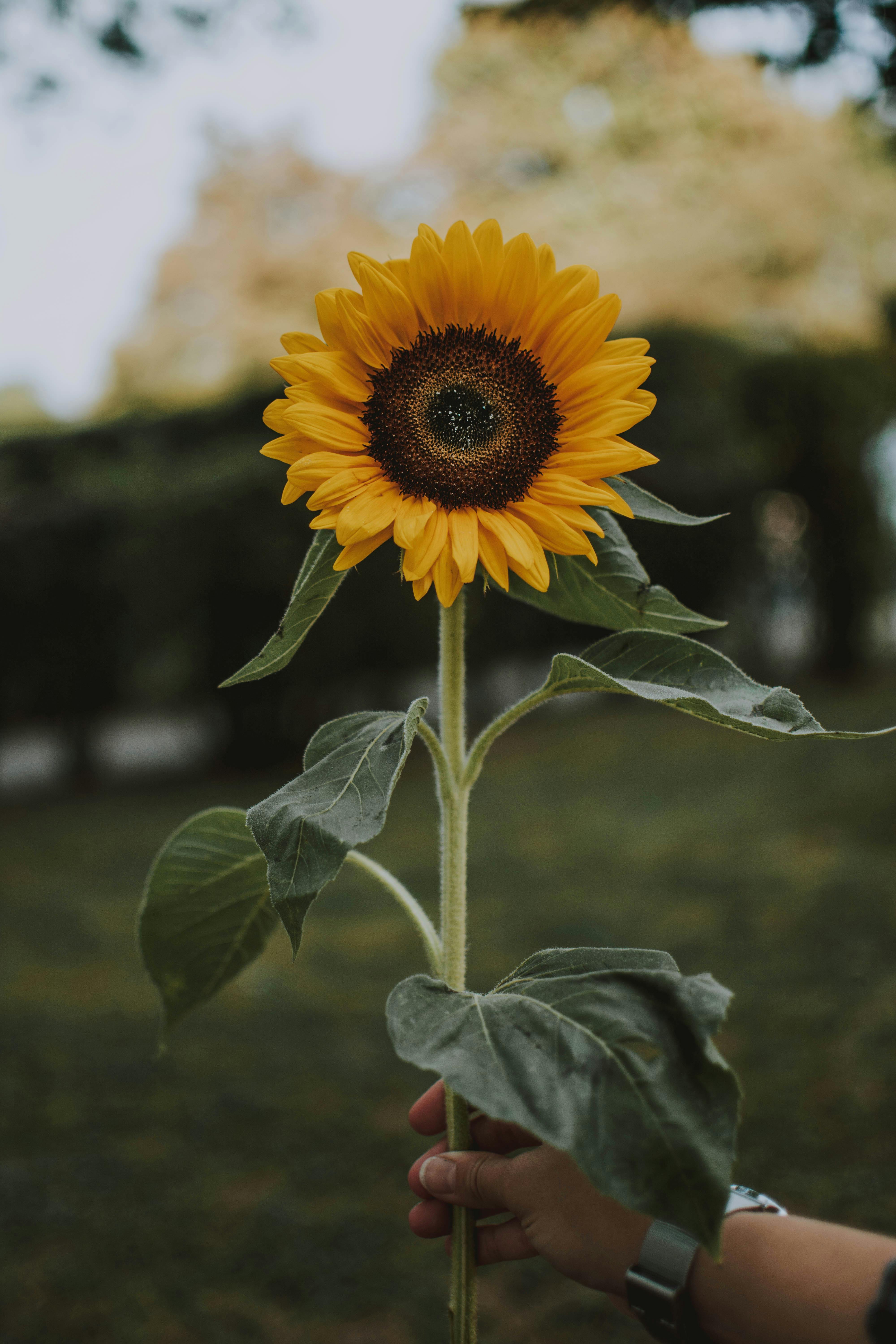 a sunflower with green leaves