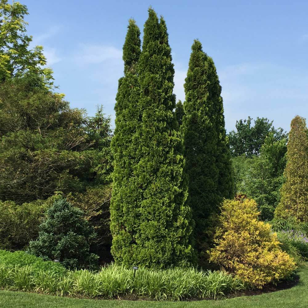 a group of trees in a park