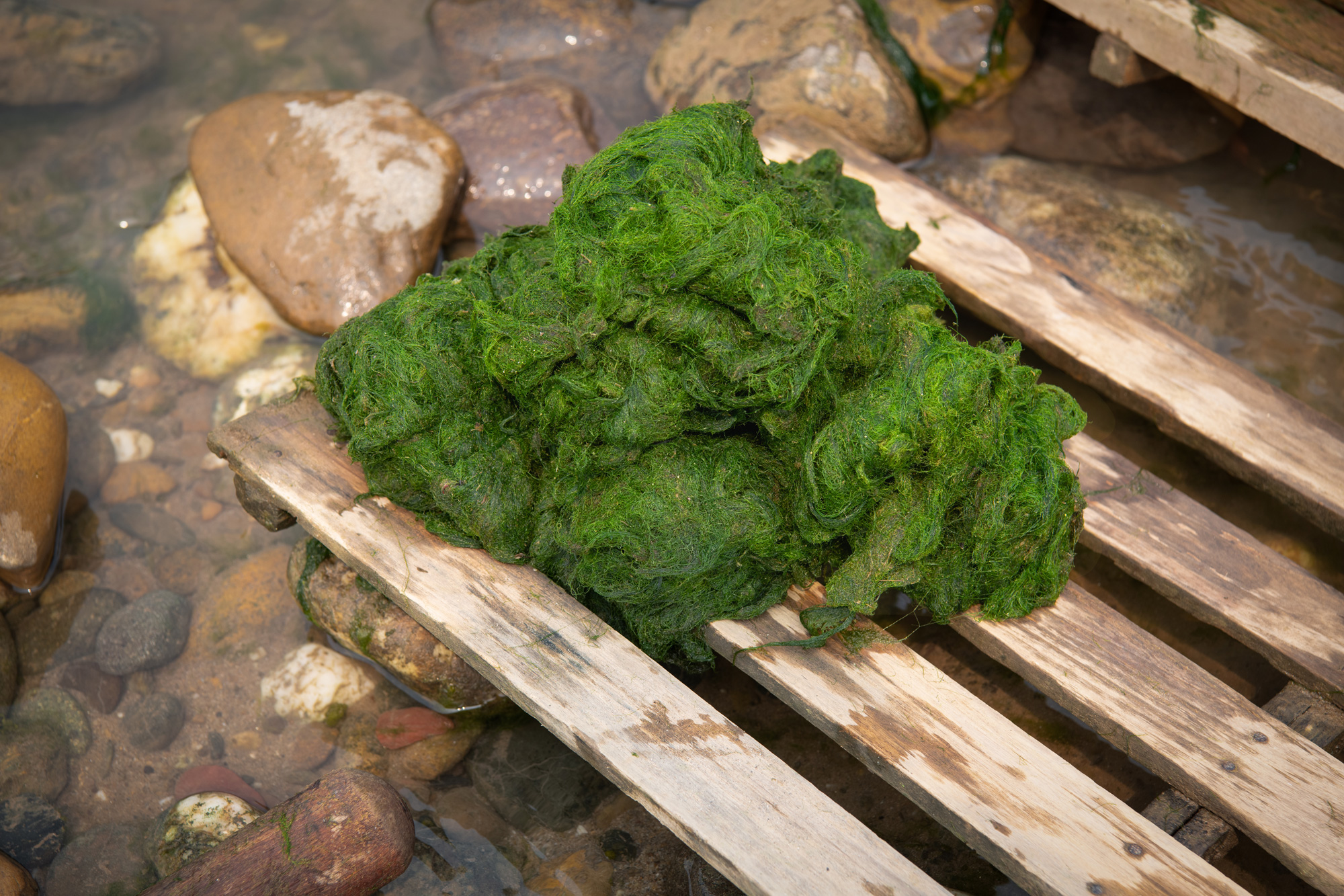 a pile of green algae on a wooden pallet