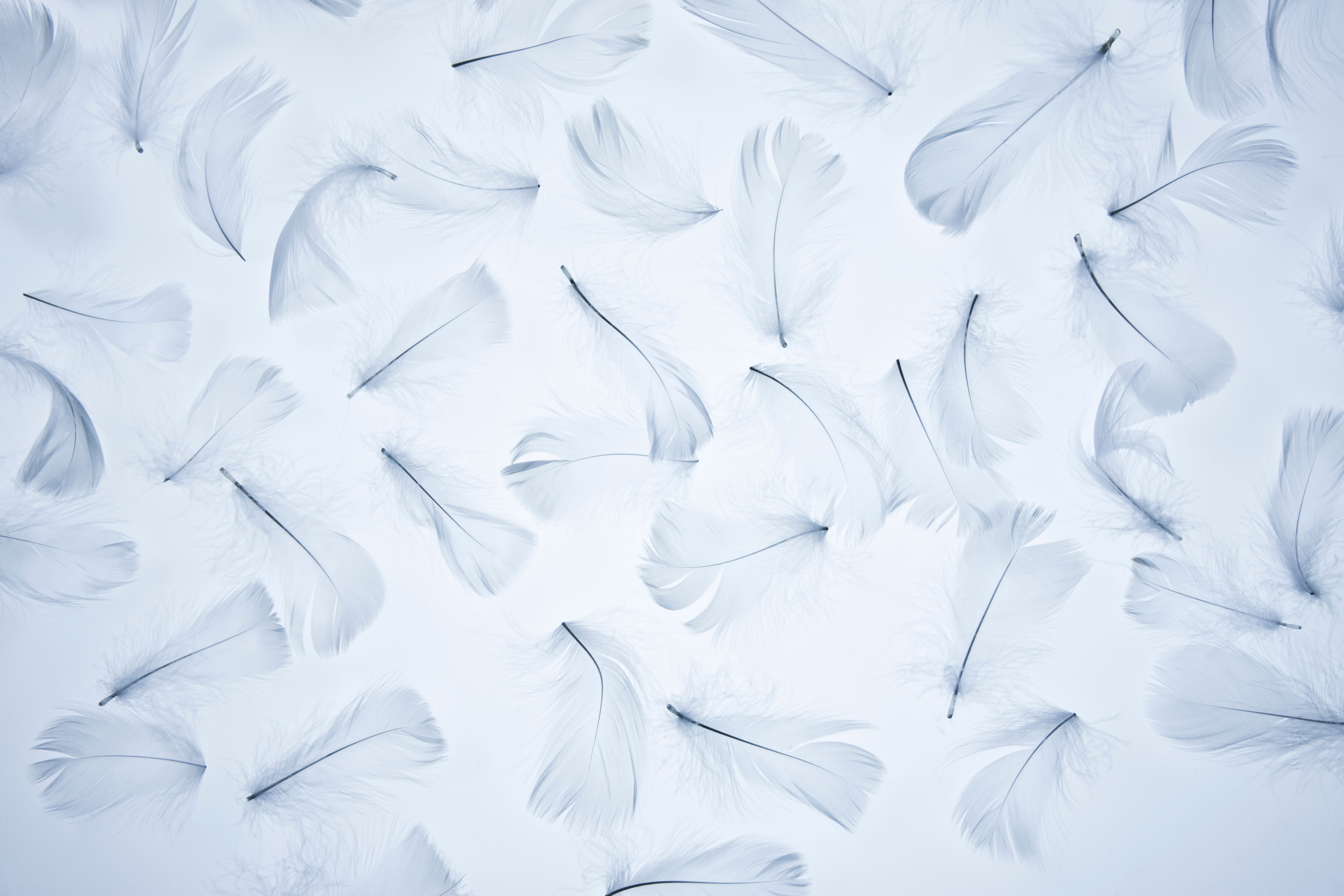 a group of white feathers
