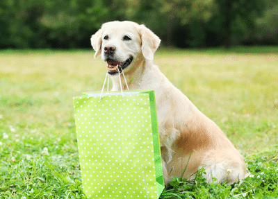 a dog sitting in the grass with a bag