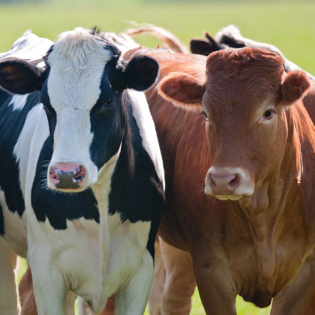 a group of cows standing in a field