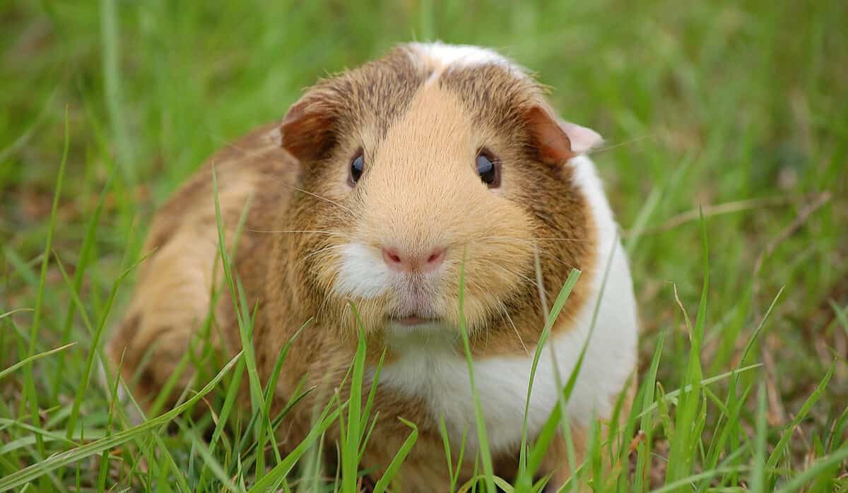 a guinea pig in the grass