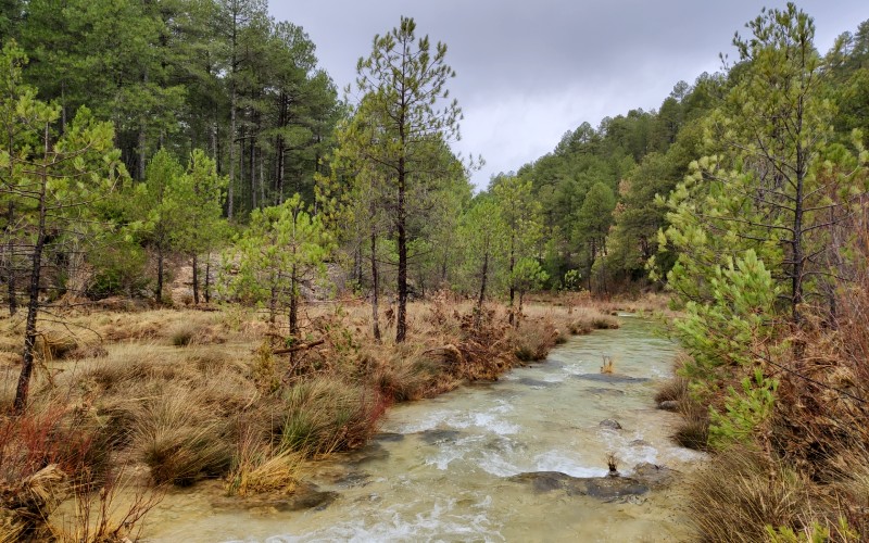 a stream running through a forest