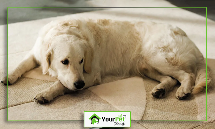 a dog lying on a carpet