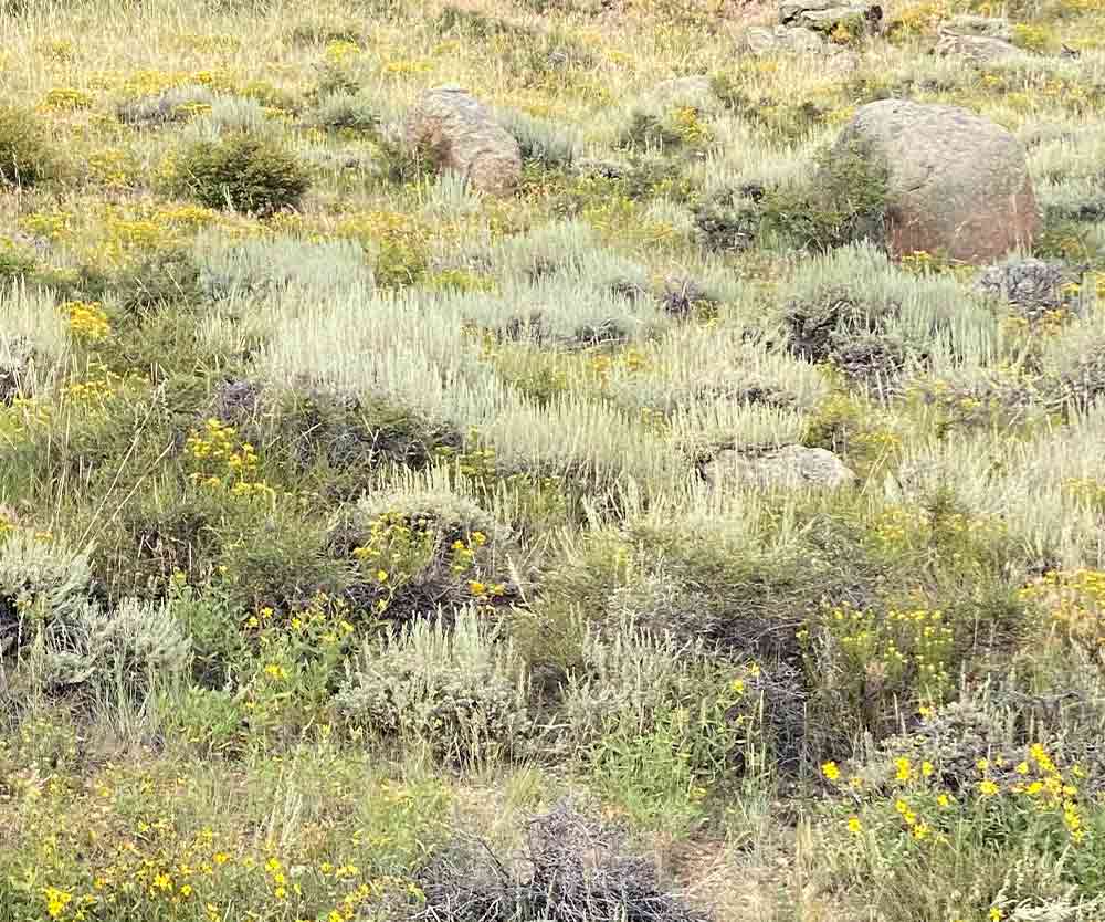 a field of grass and rocks