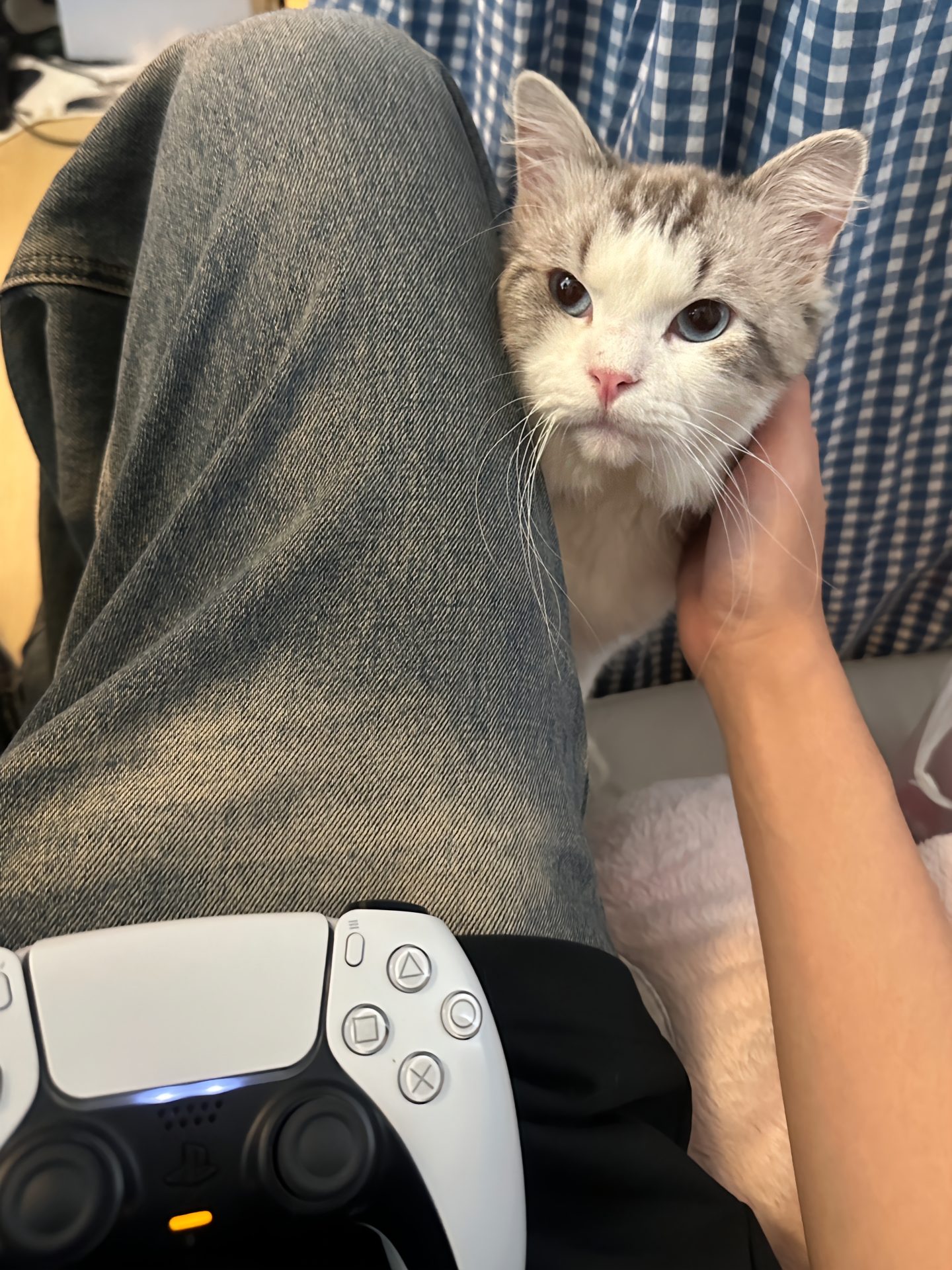 a cat sitting on a person's leg