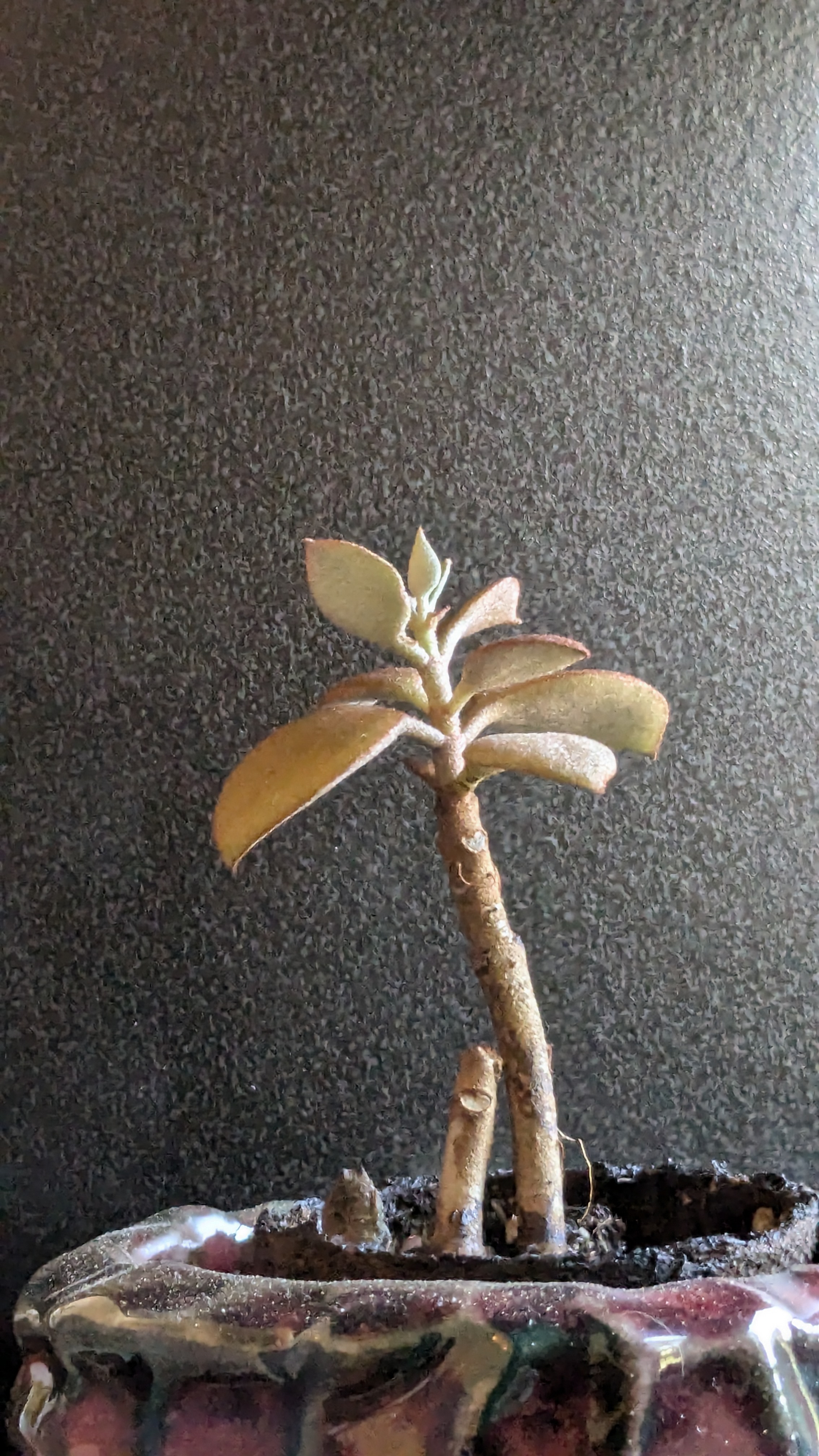 a plant on a stick