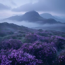 purple flowers in a field