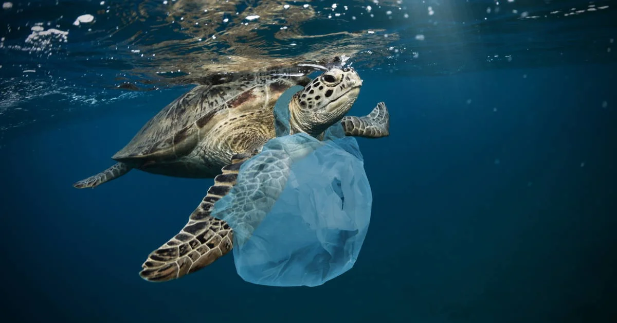 a turtle swimming in the water with a plastic bag