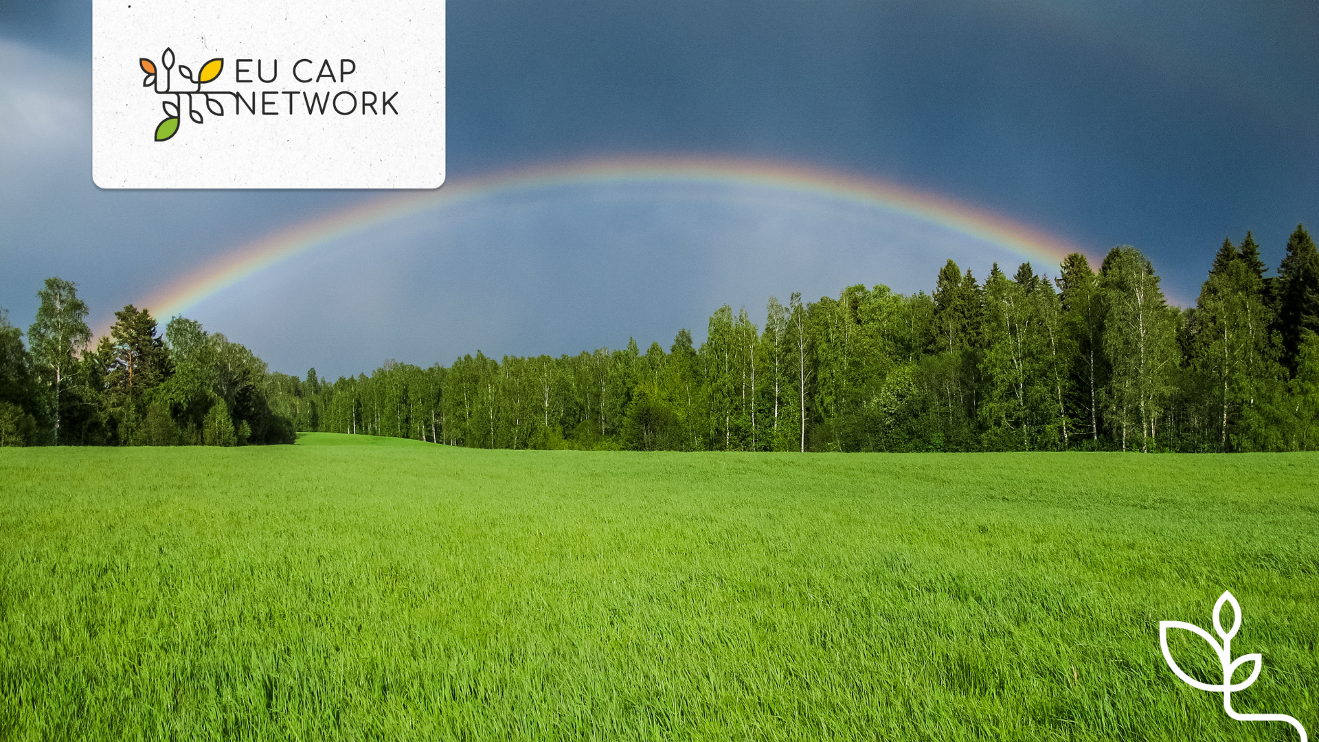 a rainbow over a green field