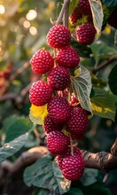 a group of red berries on a branch