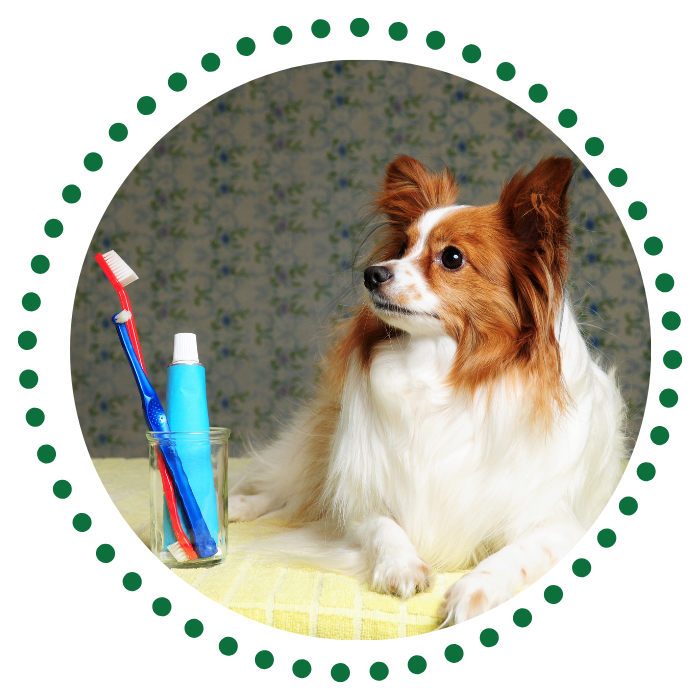 a dog sitting next to a toothbrush
