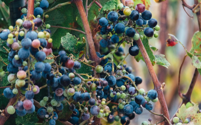 a close up of a plant with berries