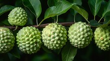 a group of round green fruit on a branch