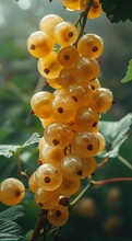 a bunch of yellow berries