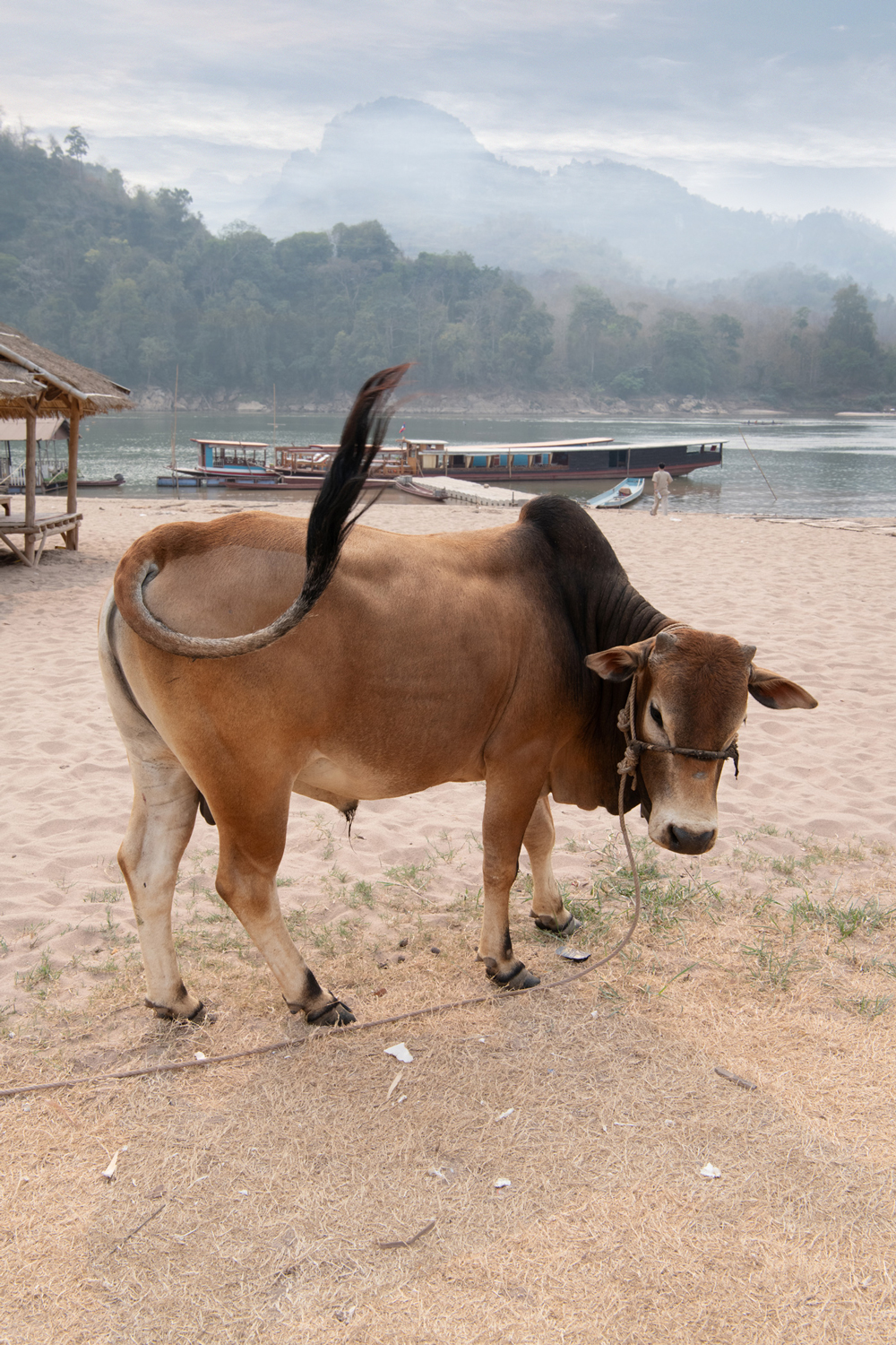 a cow tied to a rope on a beach