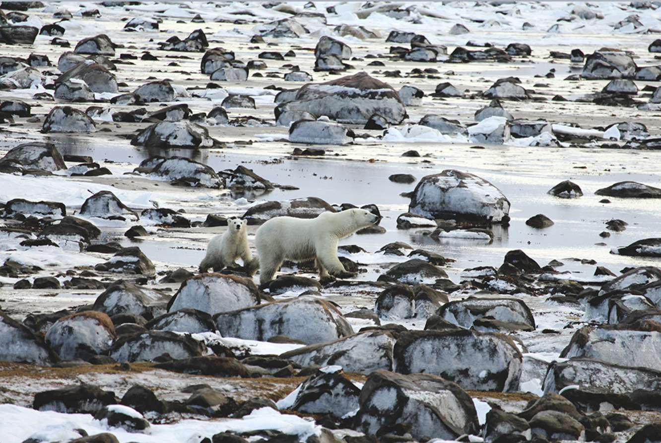 polar bears walking on rocks in the snow