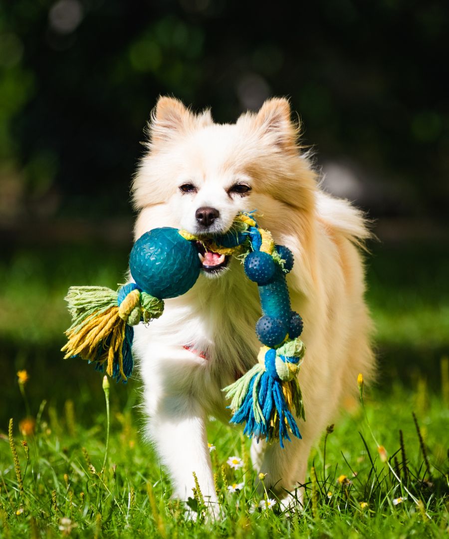 a dog carrying a toy in its mouth