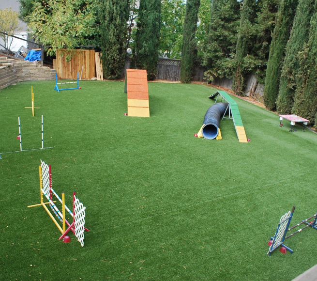 a dog agility course in a backyard