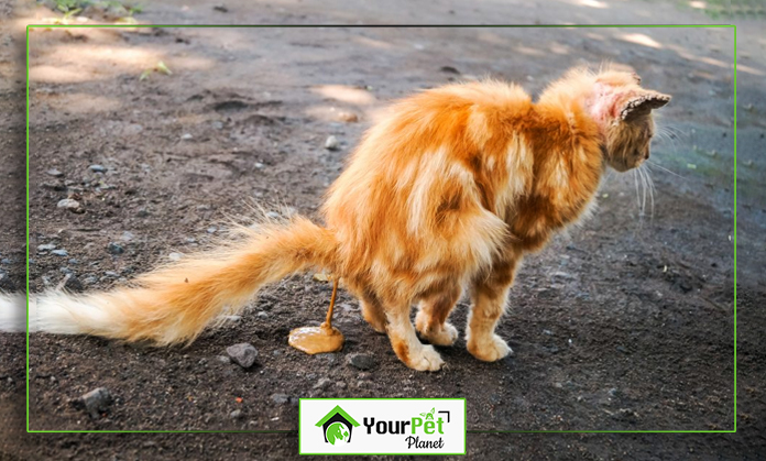 a cat standing on the ground