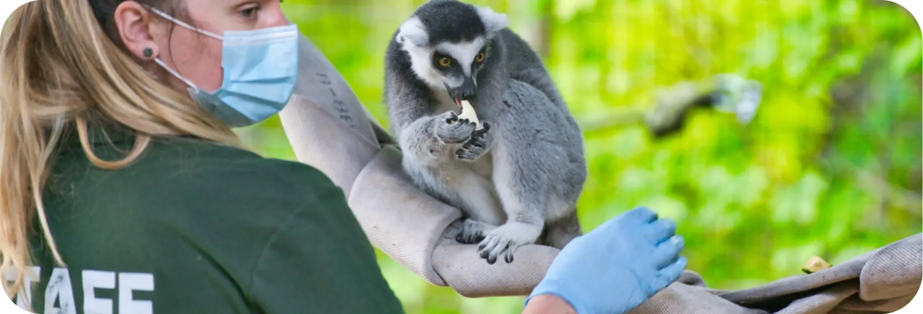 a lemur eating a banana