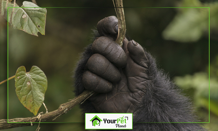 a gorilla's hand holding a branch