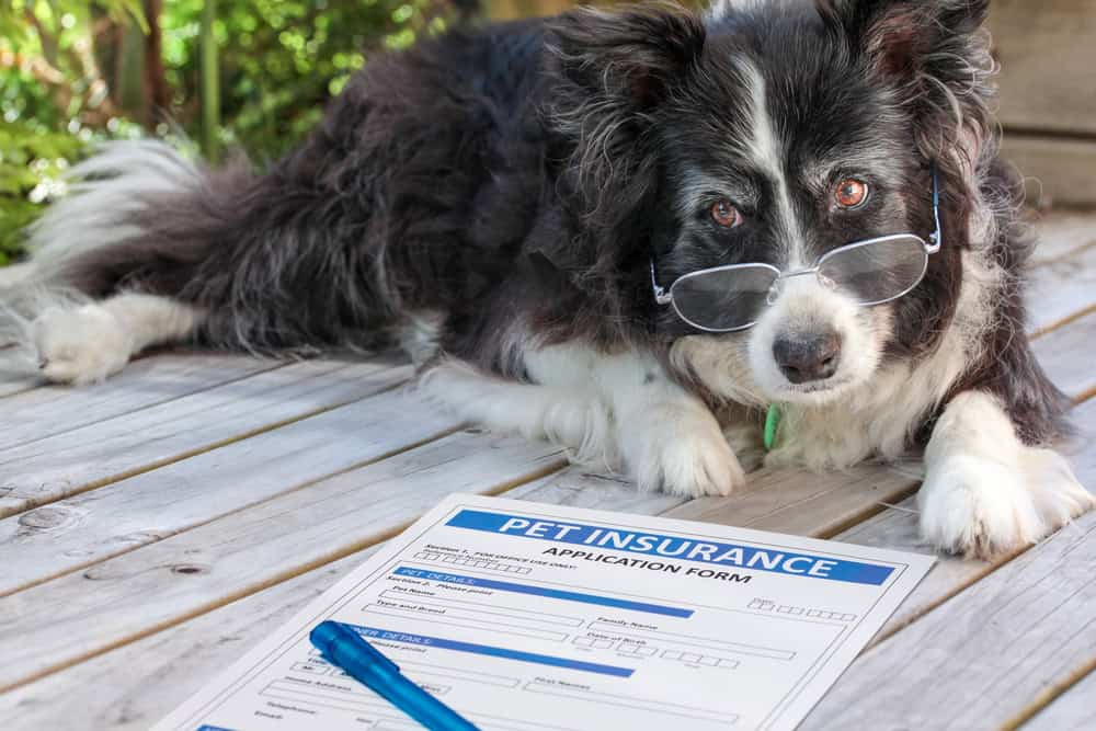 a dog lying on a table with glasses