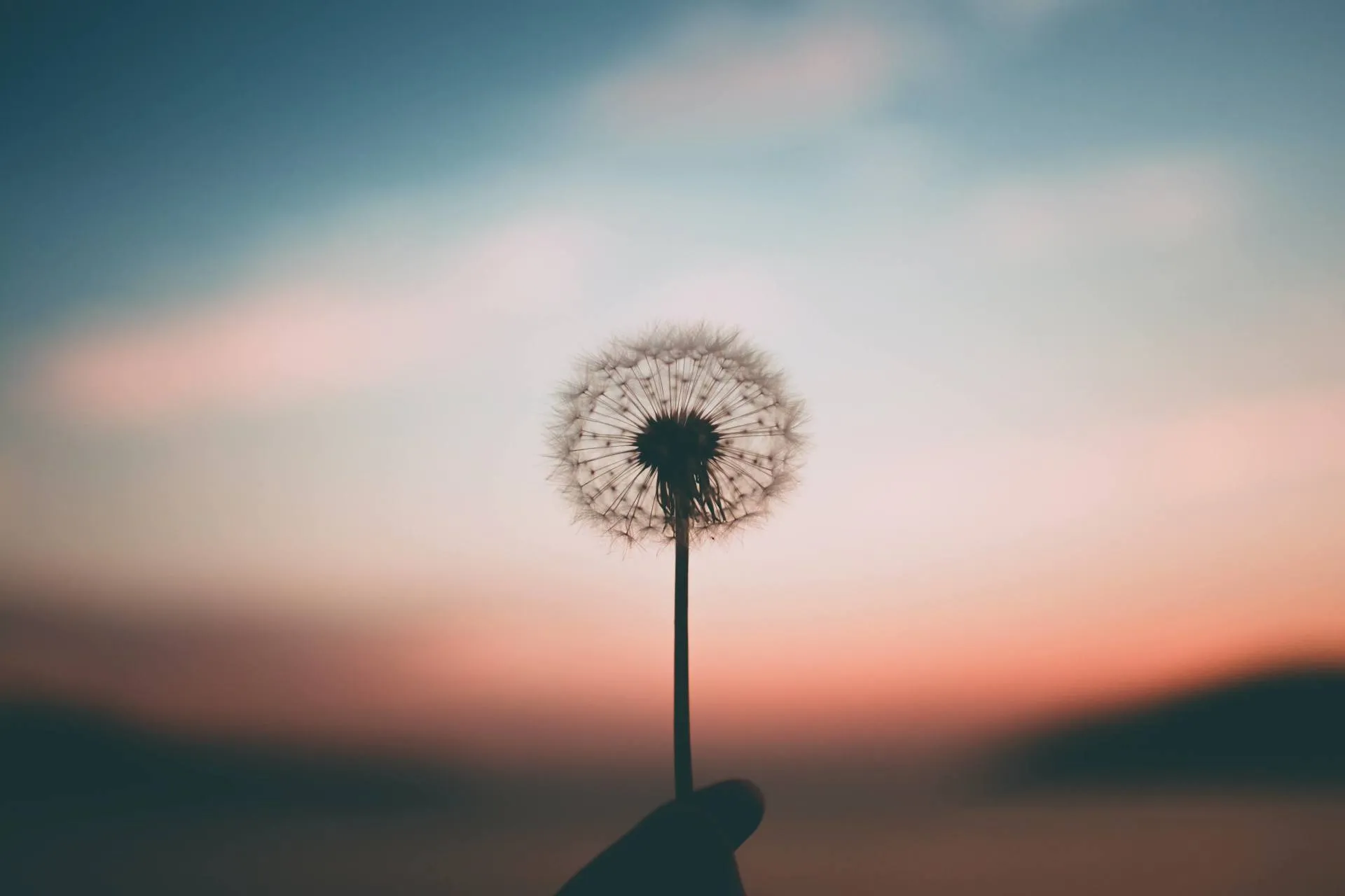 a hand holding a dandelion flower