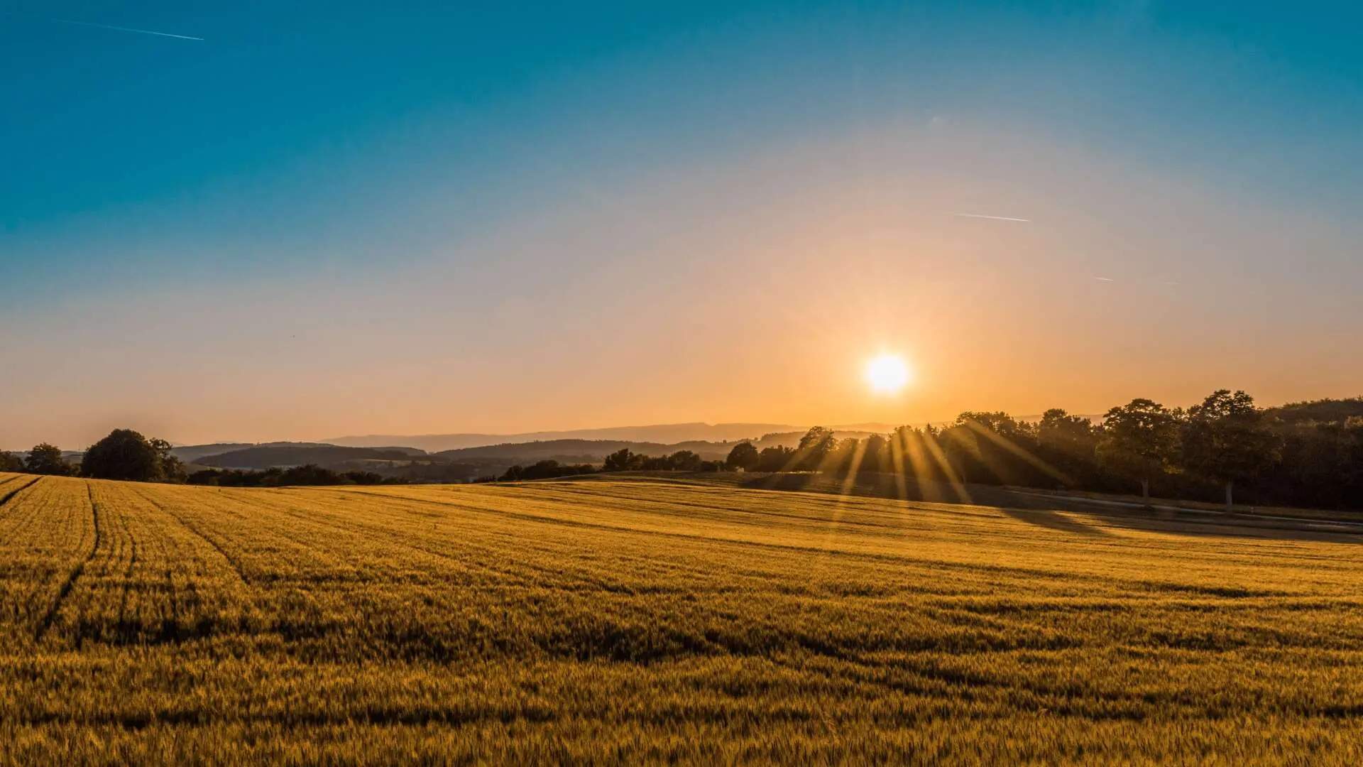 a field of wheat with the sun shining through