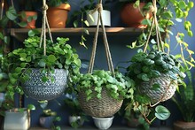 a group of pots with plants