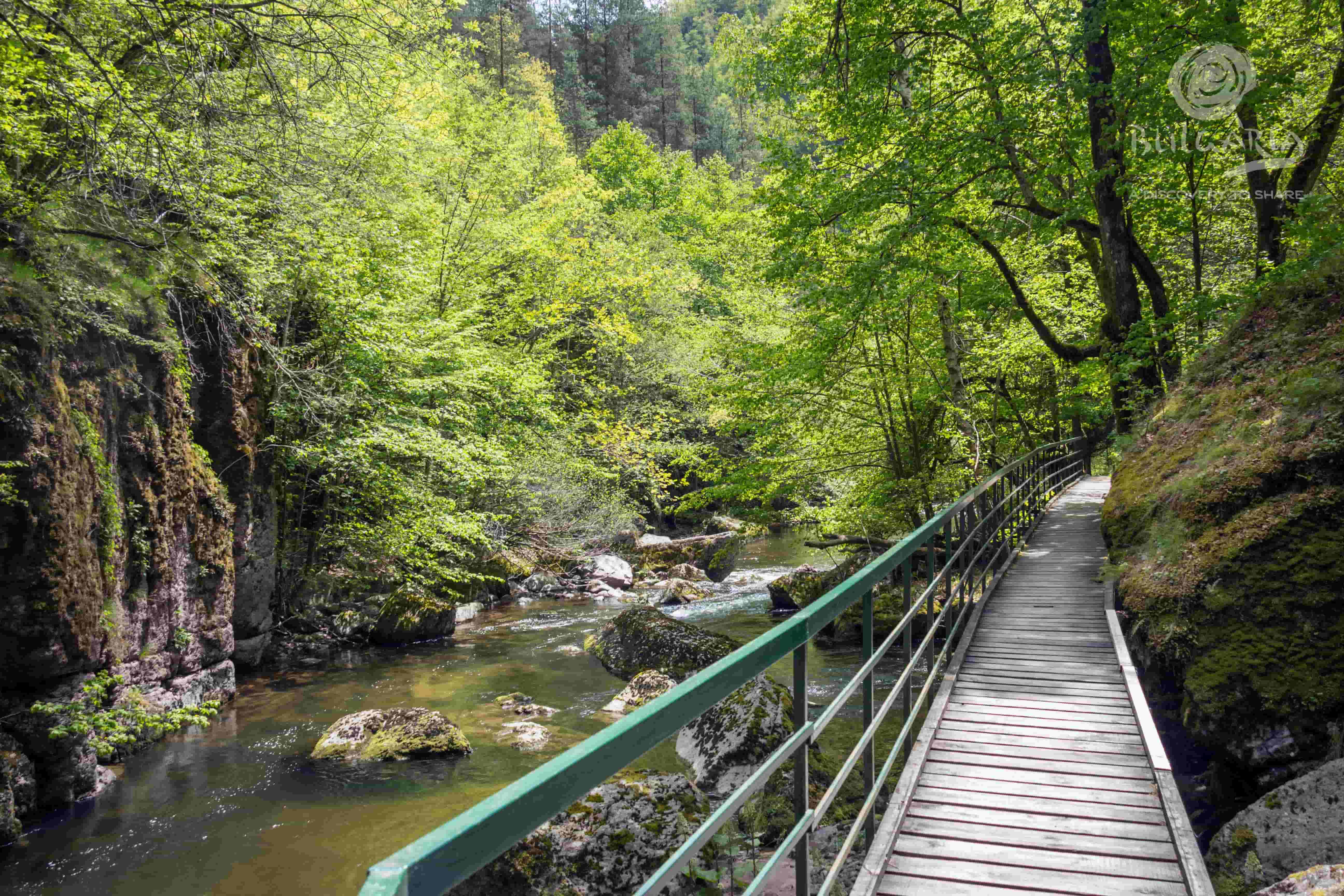 a wooden walkway over a river with trees